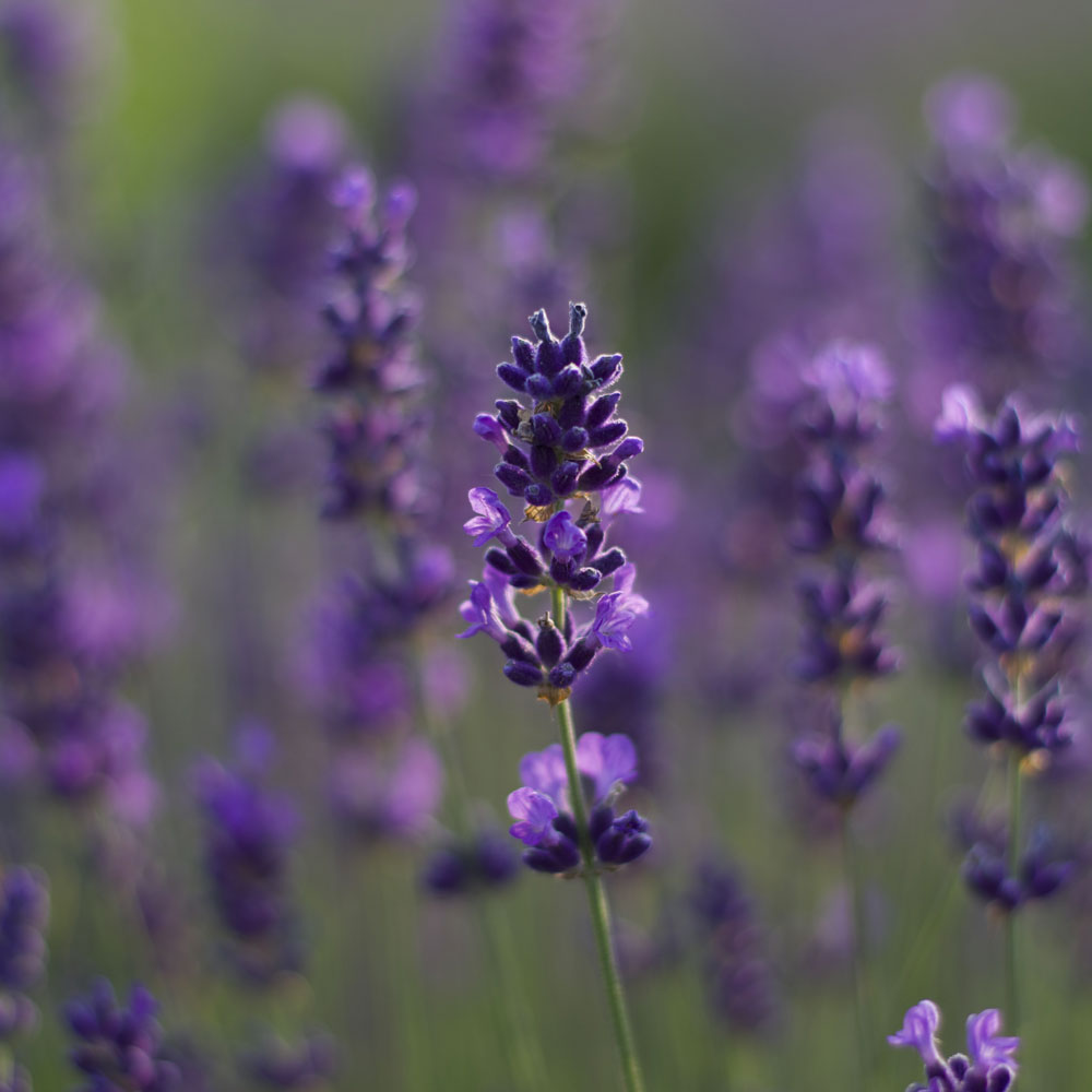 Lavanda &quot;LODDON BLUE&quot;