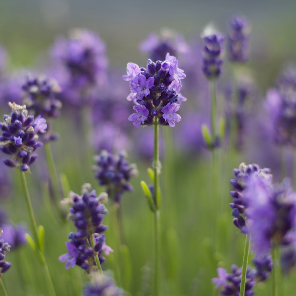 Lavanda &quot;MAILLETTE&quot;