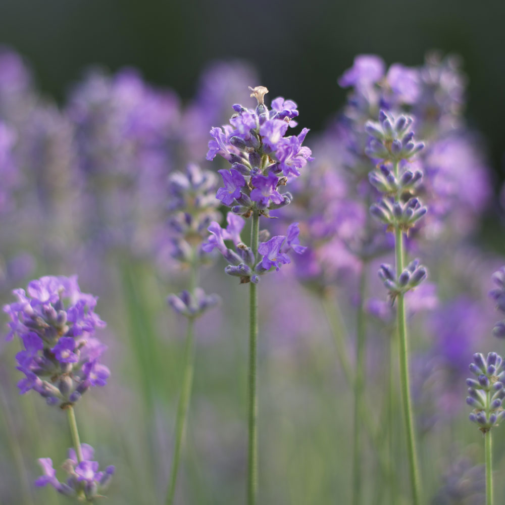 Lavanda &quot;MISS MUFFET&quot;