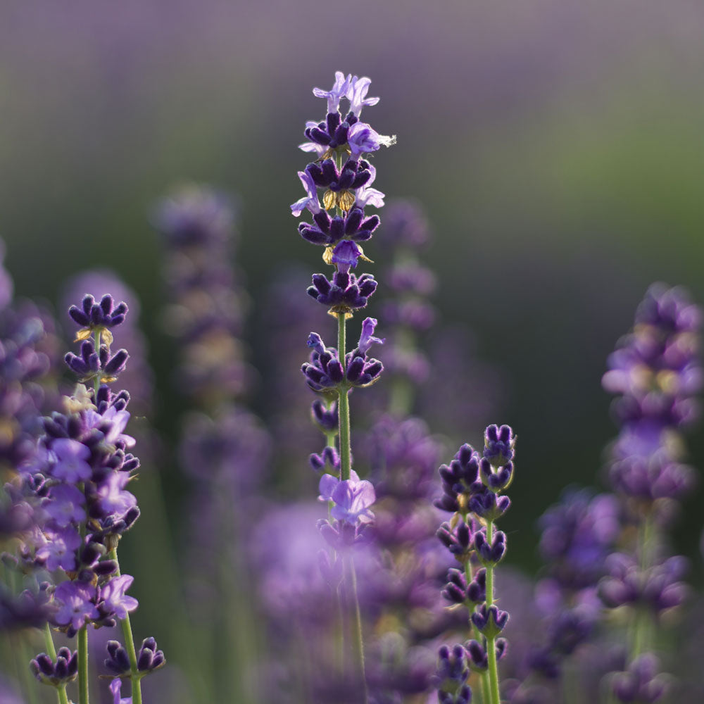 Lavanda &quot;SOPHIA&quot;