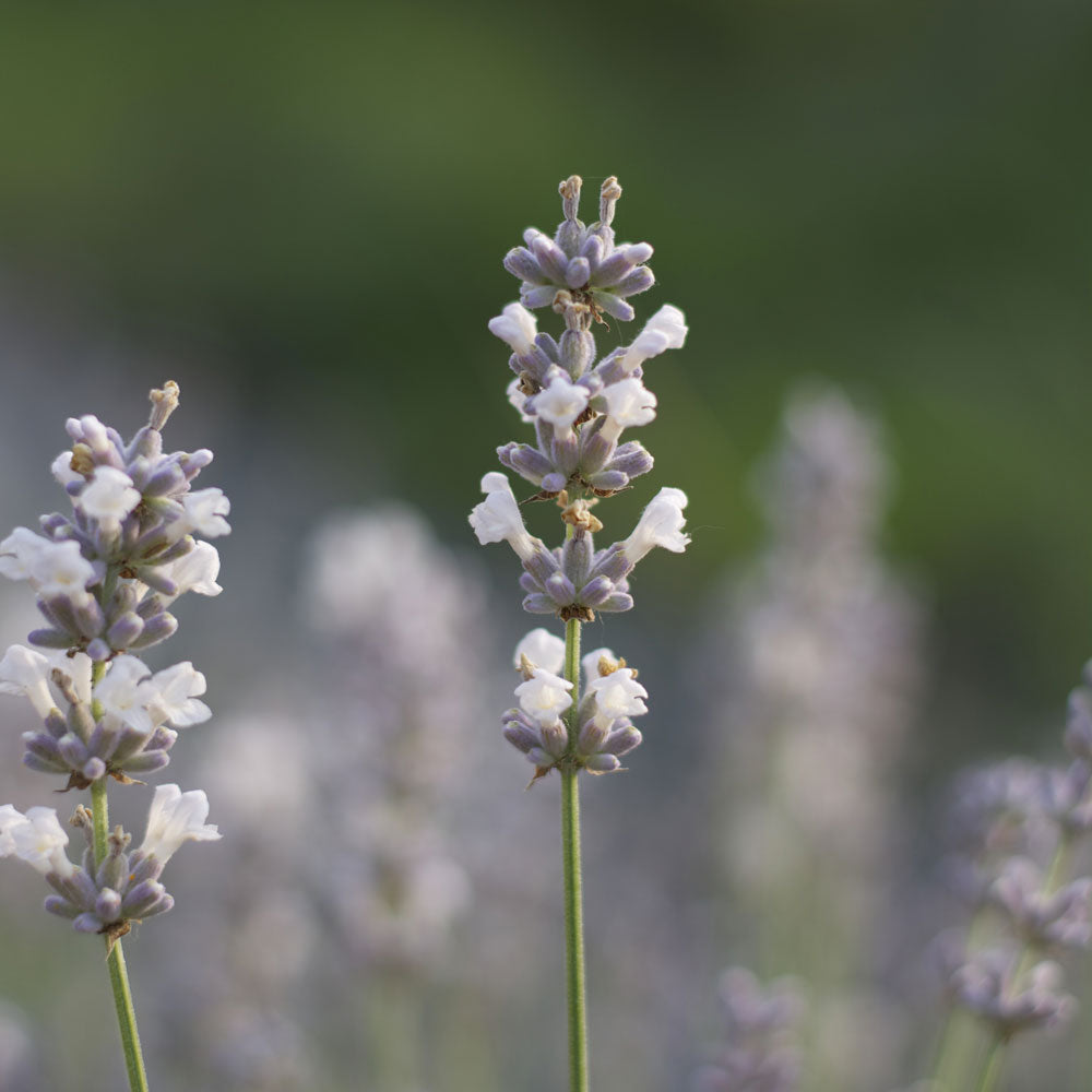 Lavanda &quot;WENDY CHARLILE&quot;