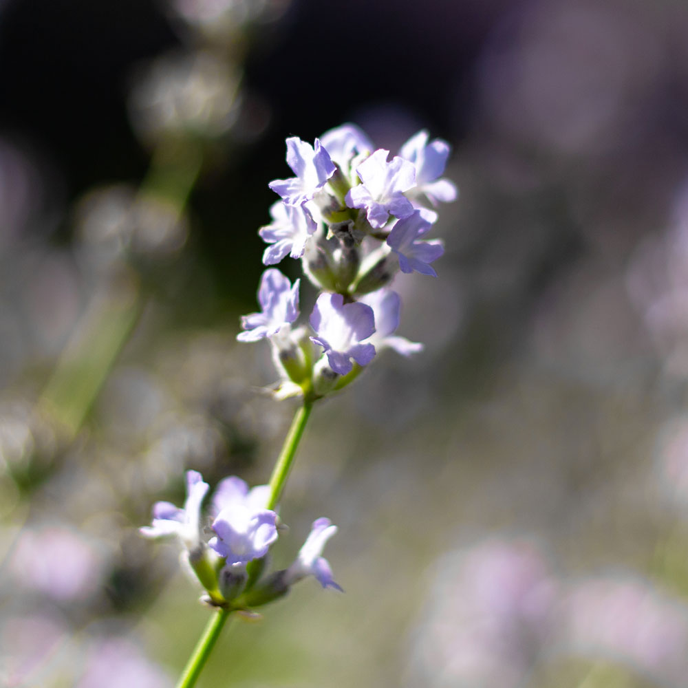 Lavanda &quot;BLUE ICE&quot;