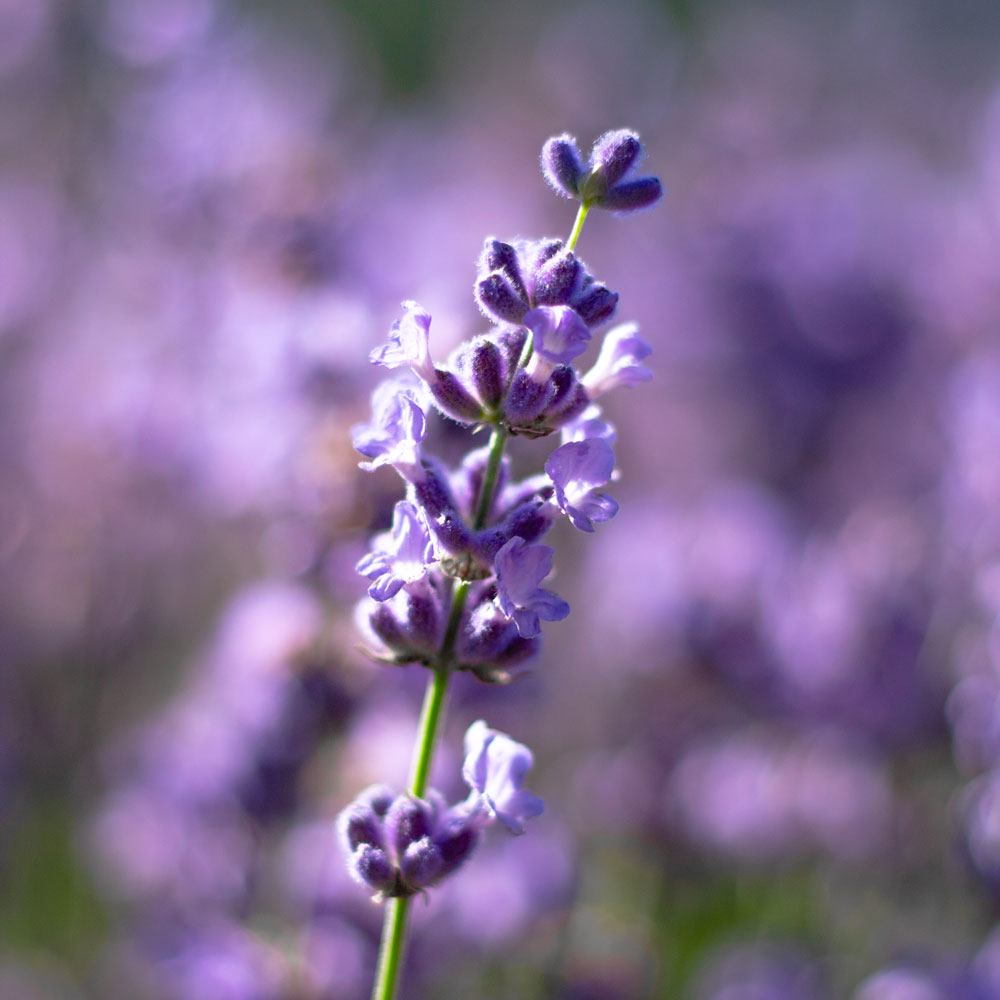 Lavanda &quot;MELISSA LILAC&quot;