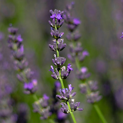 Lavanda &quot;IMPRESS PURPLE&quot;