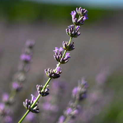 Lavanda &quot;SILVER DWARF&quot;