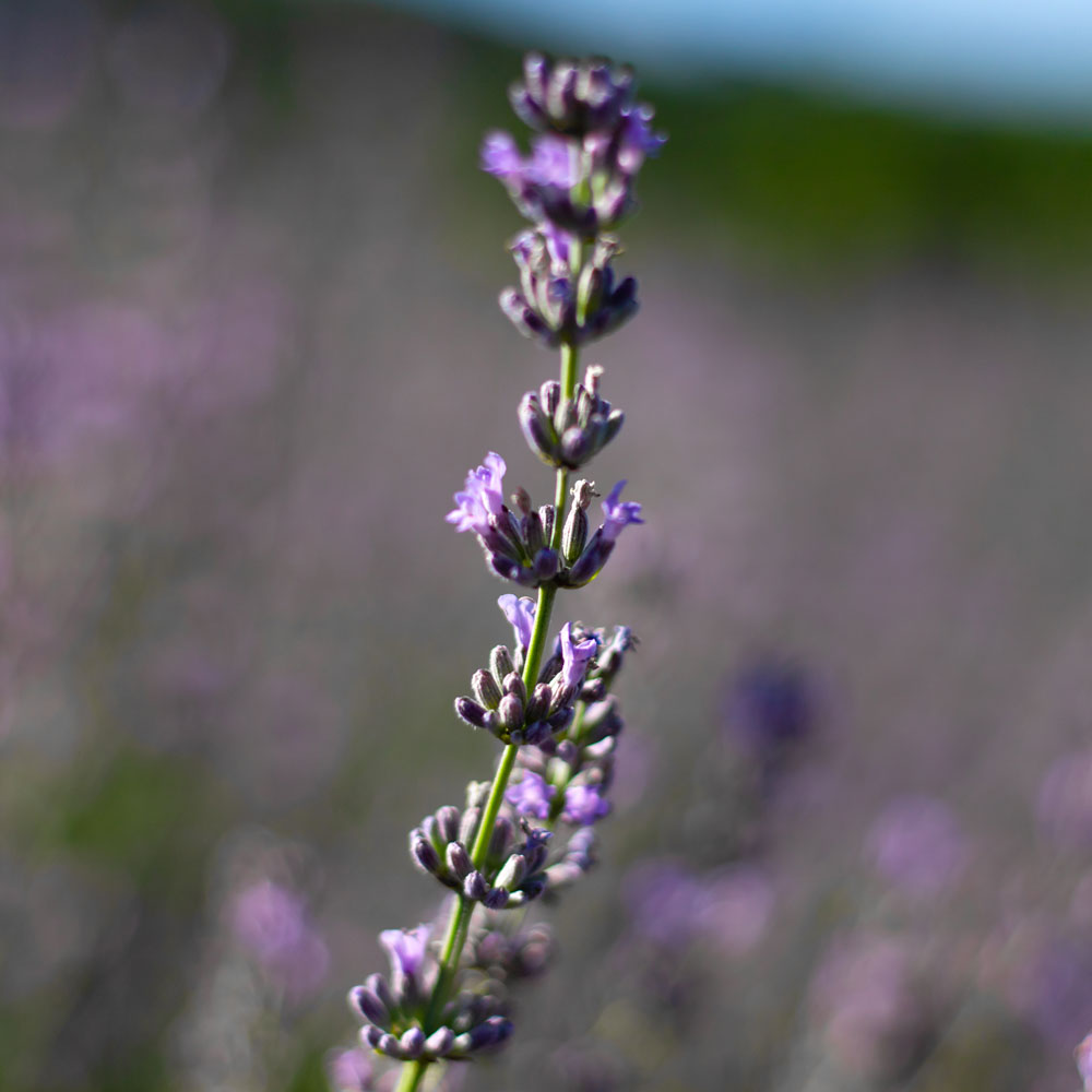 Lavanda &quot;SILVER DWARF&quot;