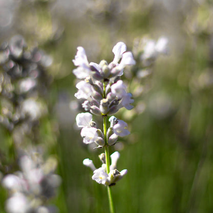 Lavanda &quot;WENDY CHARLILE&quot;