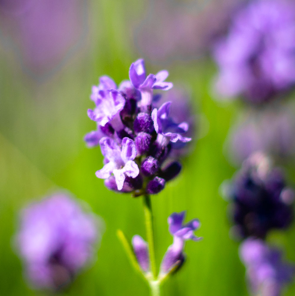 Lavanda &quot;MAILLETTE&quot;