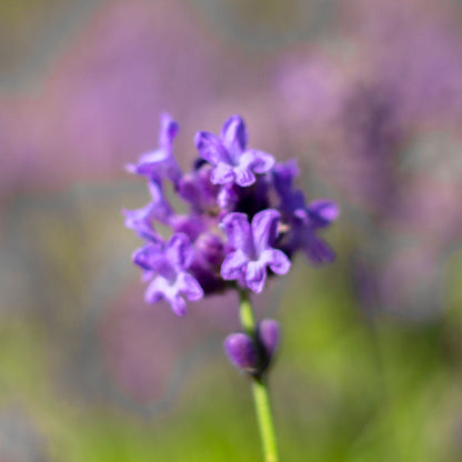 Lavanda &quot;THUMBELINA LEIGH&quot;