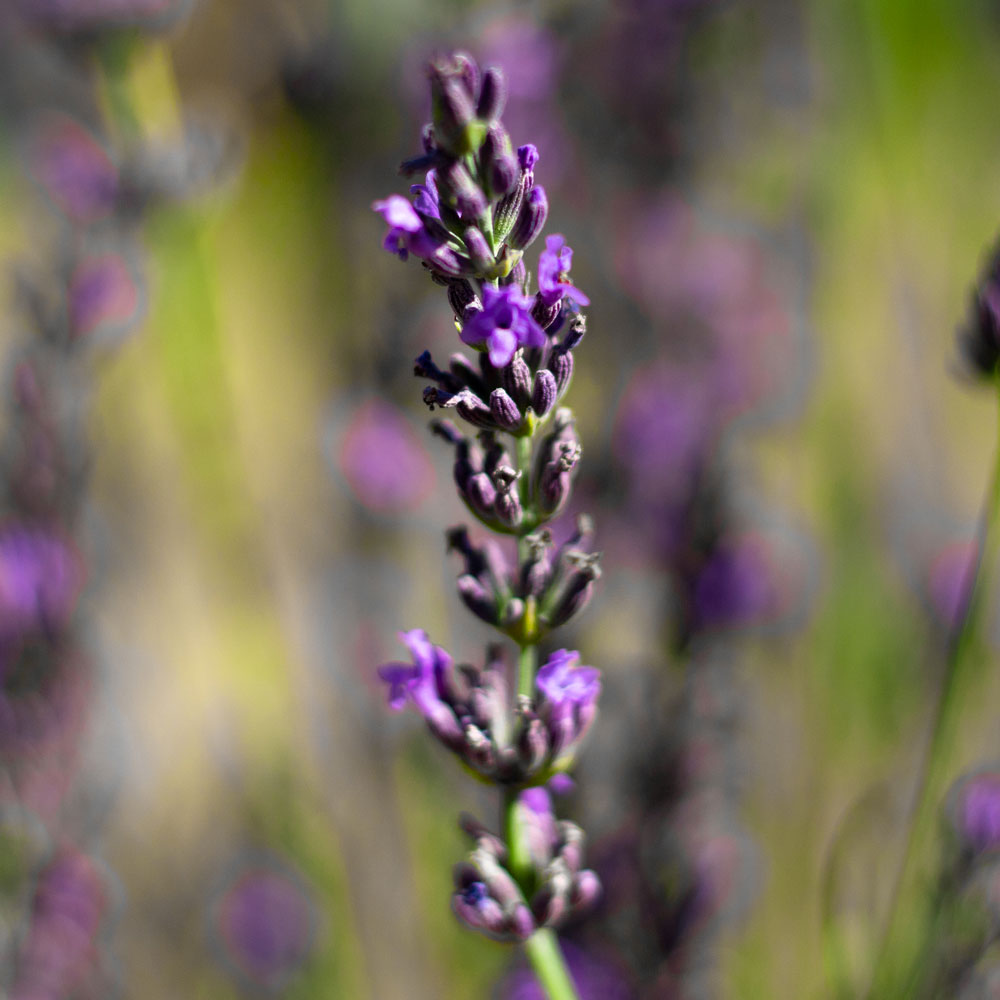 Lavanda &quot;SEAL&quot;