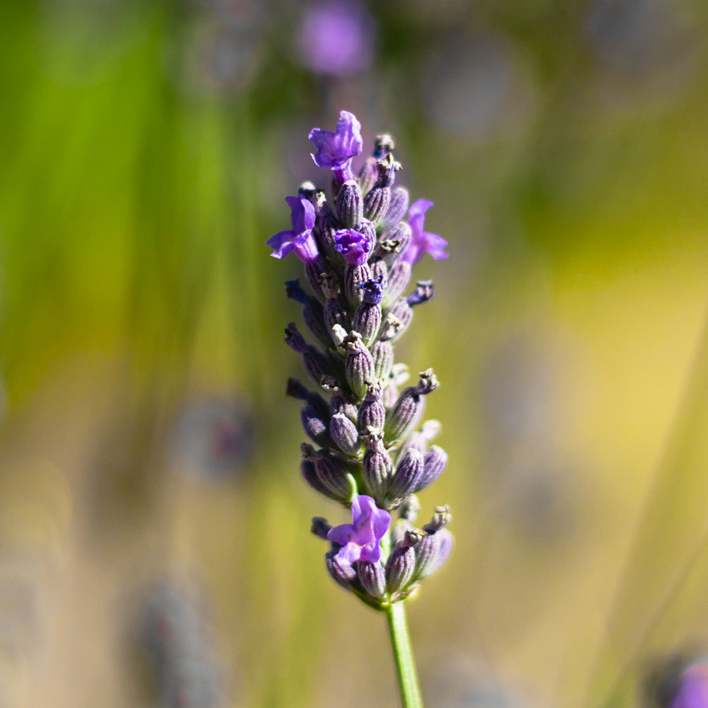 Lavanda &quot;ABRIALII&quot;