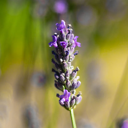 Lavanda &quot;ABRIALII&quot;